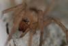 Drassodes sp.